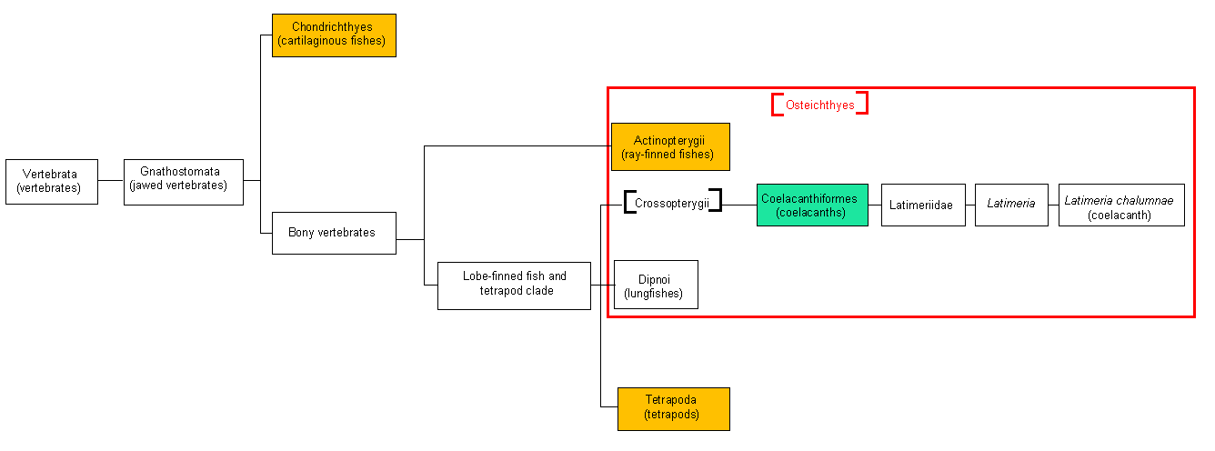 Vertebrata tree